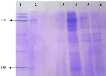 Fig. 9. Spinach juice proteins analysis on SDS-PAGE 15%. From right to left: lane 1 molecular weight marker, lane 2 spinach Rubisco migration, lane 3 spinach juice produced at 90 ◦ C, lane 4 spinach juice produced at 30 ◦ C, lane 5 spinach juice  pro-duced