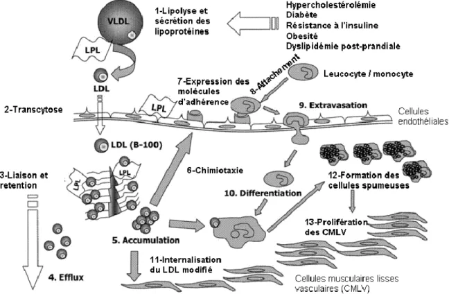 Figure 4.  Rétention endothéliale des lipoprotéines et athérosclérose. Cette figure  illustre le rôle important de l’ancrage des LDL aux protéoglycanes vasculaires