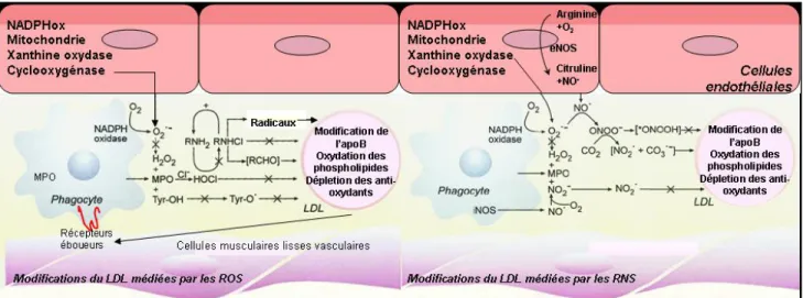 Figure 5.  Stress oxydatif vasculaire et modifications oxydatives du LDL par les  espèces réactives de l’oxygène (ROS) et de l’azote (RNS)