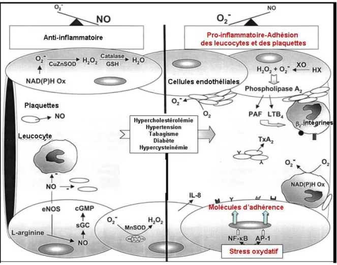 Figure 6.  Rôle des espèces réactives de l’oxygène et de l’azote dans l’induction  d’une inflammation vasculaire pro-athérosclérotique