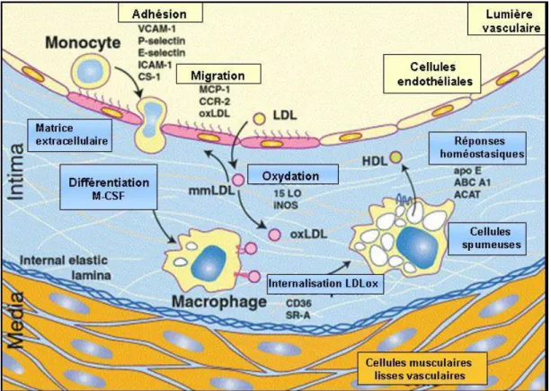 Figure 7. Recrutement des monocytes et développement des cellules spumeuses. 