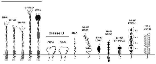 Figure 10. Classification des récepteurs éboueurs. Les récepteurs éboueurs sont  classifiés selon leur structure en neuf différentes classes (figure traduite de van Berkel et  al., 2005) [ van Berkel et al., Curr Opin Lipidol