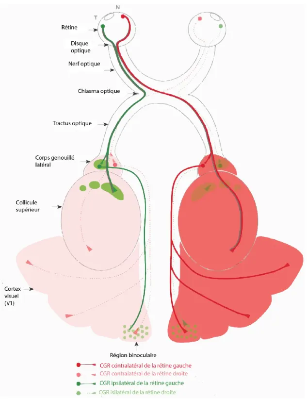 Figure 1.1 : Le cheminement du système nerveux visuel chez la souris 