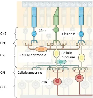 Figure 1.2 : Les couches de la rétine et les cellules qui les composent  