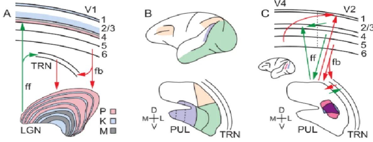 Figure 1.3 : Les connexions thalamus-corticales  