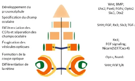 Figure 1.6 : Développement de l’œil et principaux facteurs de transcription 