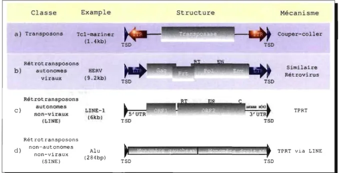 Figure  2.1:  Différentes  classes  d'éléments  génétiques  transposables  chez  les  mammi- mammi-fères