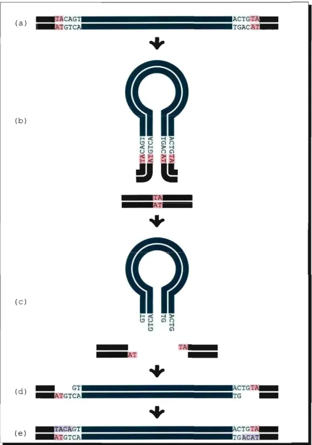 Figure  2.2:  Transposition  non  réplicative.  (a)  Le  transposon  borné  par les  duplications  du  site  cible  (TSD,  rose)  et  les  séquences  terminales  répétées  inversées  (lTR,  vert  pâle)