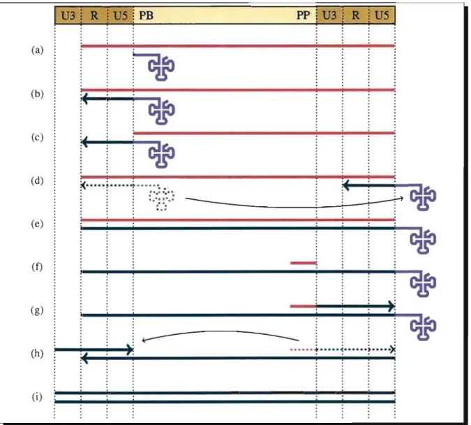 Figure 2.3: Mécanisme de transcription inverse des rétro transposons viraux. L'ARN mes- mes-sager  est  dépeint  en  rose,  l'ARN  de  transfert  en  mauve  et  J'ADN en  vert