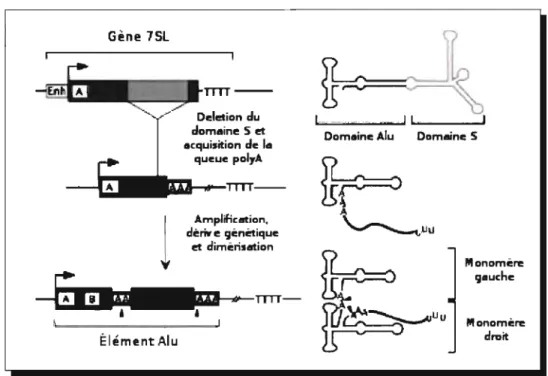 Figure  2.5:  Évolution  structurale  des  éléments  Alu  (gauche)  et  structure  secondaire  d'ARN  correspondante(droite)
