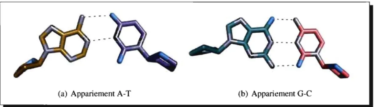 Figure 3.2:  Appariement canonique entre une adénine et  une  thymine (a) et entre une guanine  et  une  cytosine  (b)