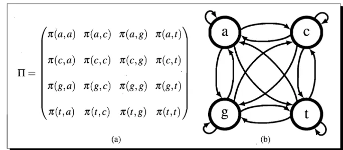 Figure 3.3:  Chaîne de Markov sur l'alphabet  A  =  {a,c,g,t}.  (a) Matrice de  transitions