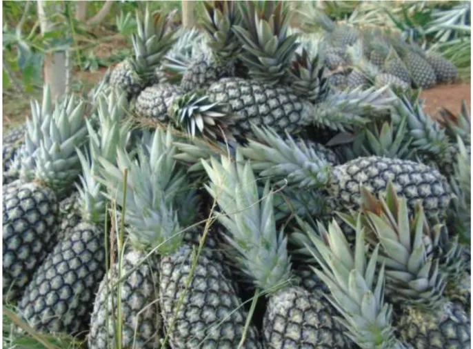 Figure 4 : Présentation d'une des deux variétés d'ananas produites au Bénin : le pain de  sucre