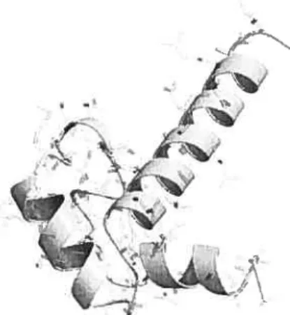FIG. 1.4. Représentation caractéristiques de la structure secondaire des acides aminés