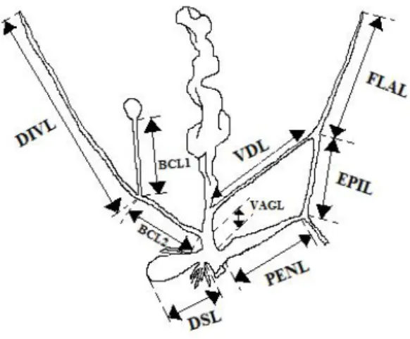 Fig. 2. Dessin schématique représentant les mesures prises pour l’appareil génital