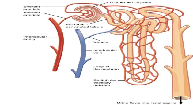 Figure 02: Nephron anatomy (Kim et al, 2011). 