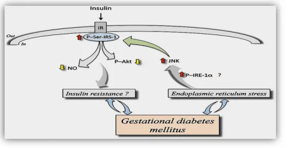 Figure 02: Mecanism of insulin resistance in GDM (Sobrevia et al., 2016) 