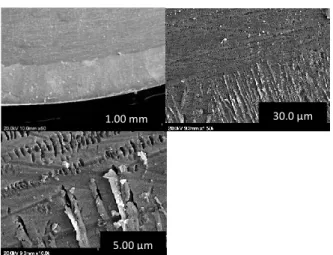 FIGURE 1. SEM images of the glass-ceramic heated for 2 hours  (A2) 