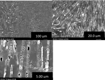 FIGURE 3. SEM images of the glass-ceramic heated for 8 hours  (A8) 