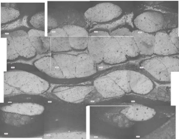 Fig. 1  Coupe transversale du composite textile.