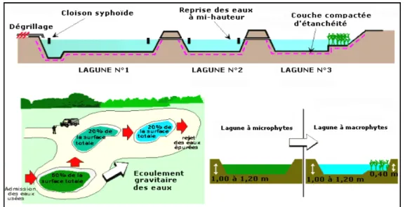 Figure III.8.Schéma du traitement biologique par Lagunage naturel. 