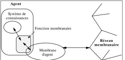 Figure 4. Agent, membrane et réseau membranaire 