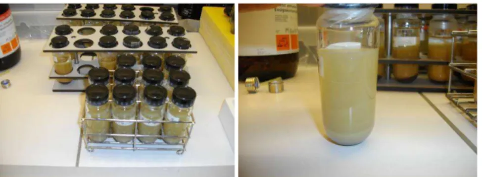 Figure 7: les essais utilisés pour la  quantification de l'adsorption des composés phénoliques sur les bentonites  constitutifs des GSB 