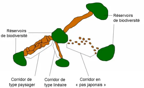 Figure 1 - Exemple d’éléments de la Trame verte et bleue : réservoirs de biodiversité et types de  corridors 