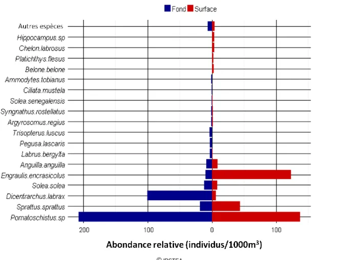 Figure 10 : Abondances moyennes des stades larvaires des différentes espèces  sur l’ensemble des stations, en 2013