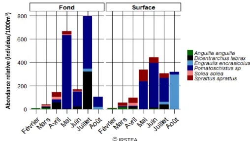 Figure 14 : Evolution des abondances de larves de février à août 2013,  toutes stations confondues