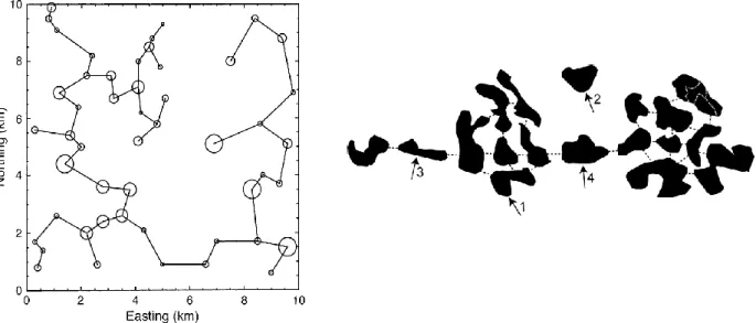 Figure 5. À gauche, un graphe représentant un paysage de 50 taches d'habitat (nœuds) reliées par le &#34;minimum spanning  tree&#34;  ou  cheminement  de  distance  minimale,  selon  Urban  et  Keith  (2001)