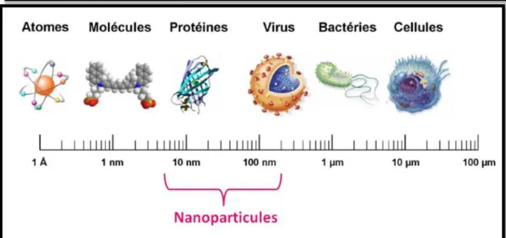Figure I.3 : Gamme de tailles des nanoparticules comparées à celles des principales structures  chimiques et biologiques  [10] 