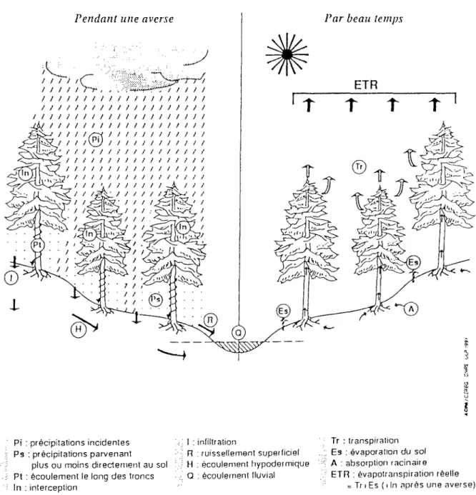 Figure n° 1.1 - Schéma du cycle de l'eau en forêt (extrait de Humbert et al. 1992)
