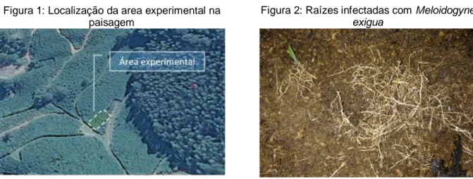 Figura 1: Localização da area experimental na  paisagem 