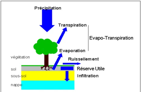 Figure 10 : La place de l’eau, du sol dans le cycle de l’eau. 