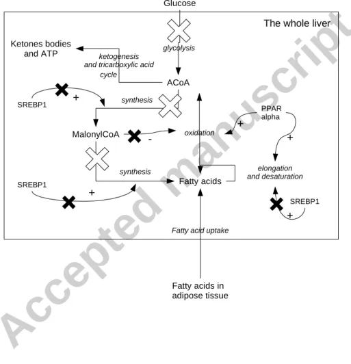 Figure 1: Pathways that inﬂuence fatty acid compositon in the liver. The main path- path-ways inﬂuencing hepatic fatty acid quantities are indicated by streight arrows