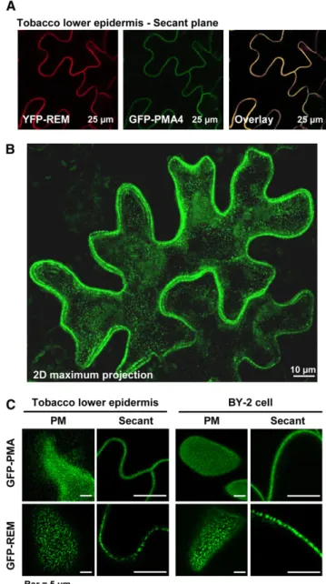 Figure 3. Translational-GFP/YFP Fusions to REM Are Targeted to the PM.