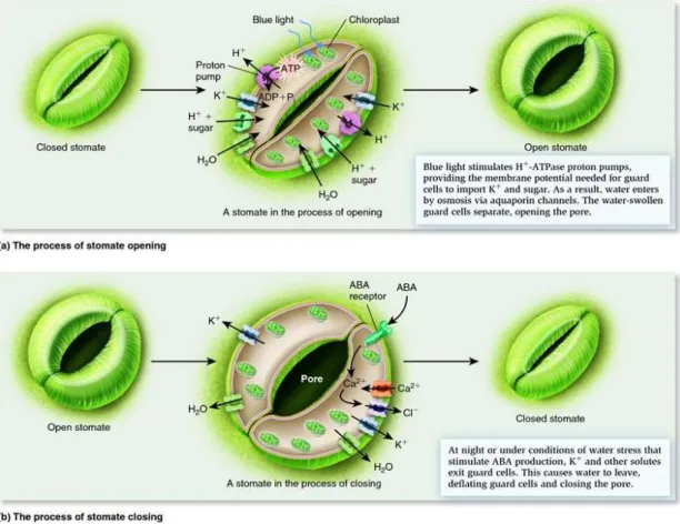 Figure 6   Schéma du mécanisme d’ouverture (A) et de fermeture (B) des somates (Van Cottem, 2006)