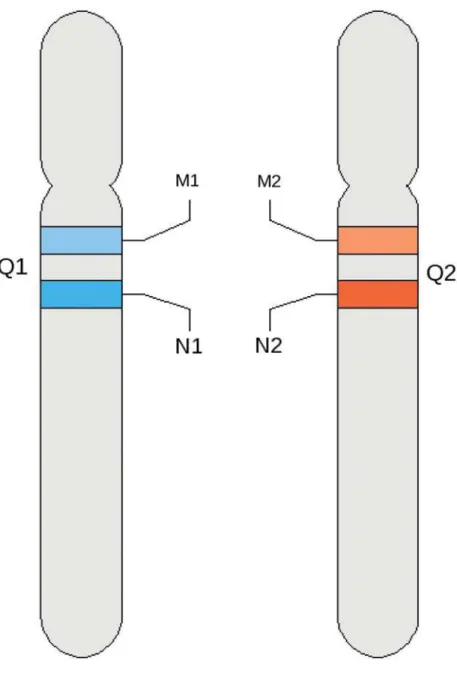 FIG. 1. Repartition of mark- mark-ers M1/M2 and N1/N2 on  al-leles Q1 and Q2.