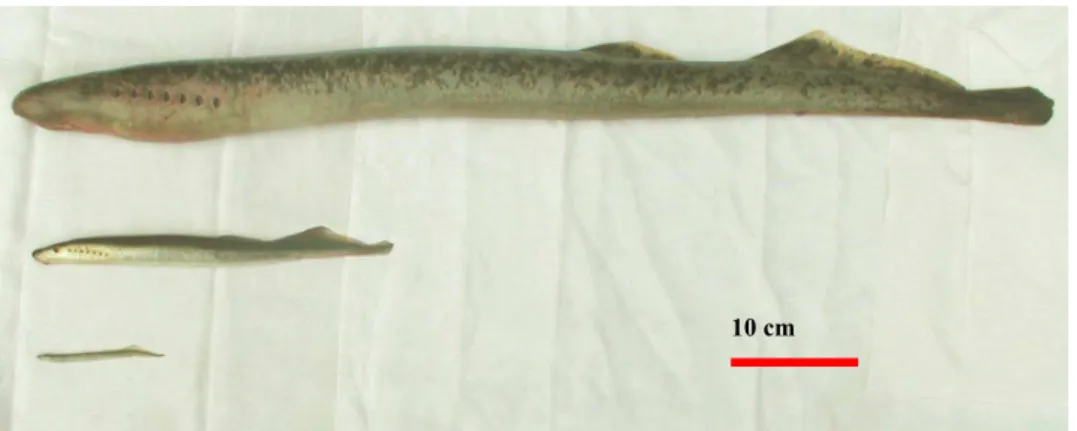 Figure 2 : Comparaison des trois espèces au stade adulte : une lamproie marine de  75 cm, une lamproie fluviatile de 27 cm et une lamproie de planer de 10 cm (bassin 