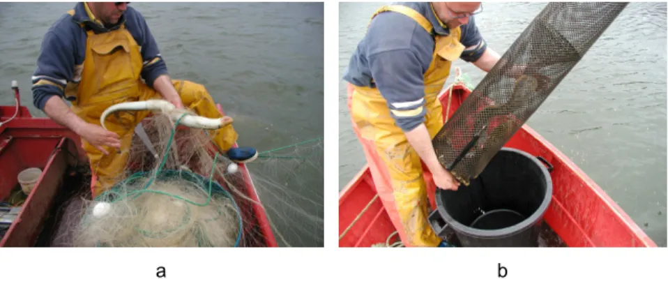 Figure 6 : La pêche de la lamproie marine au filet (a) aux bourgnes  (b)  