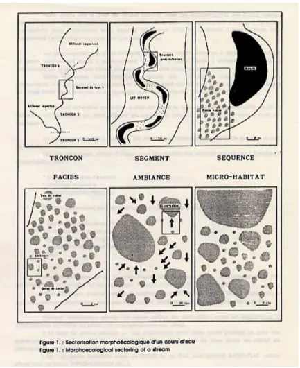 Tableau 1 : Les faciès d’écoulement d’après Malavoi (1989) Malavoi et  Souchon (2002) et complétés 