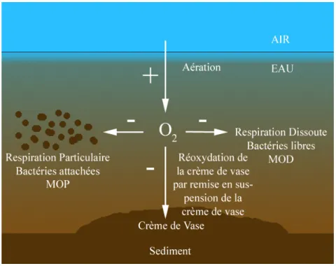 Figure 2.  Postulat de base des processus affectant le paramètre  oxygène dans  un estuaire hyperturbide ; cas de la Gironde (d’après COMMARIEU, 2007)