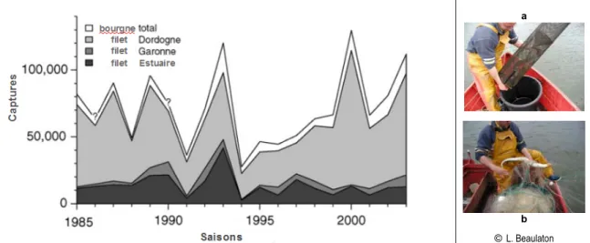 Figure 14  : Captures au filet dans l'estuaire, la Garonne et la Dordogne et captures à la bourgne dans le bassin de la  Gironde entre 1985 et 2003 - (? indique les données manquantes) - La pêche de la lamproie marine aux métiers filet (a) et  bourgnes (b)