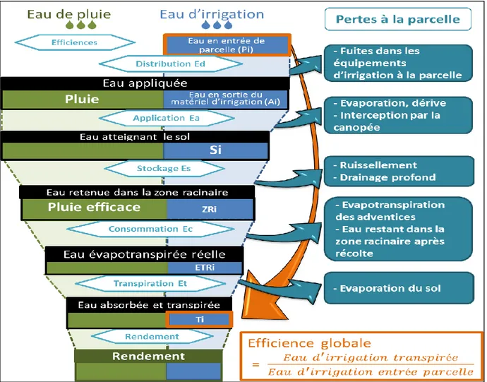 Figure 1. Etapes du cheminement de l’eau d’irrigation et de pluie à la parcelle, nature des pertes, calcul  des efficiences