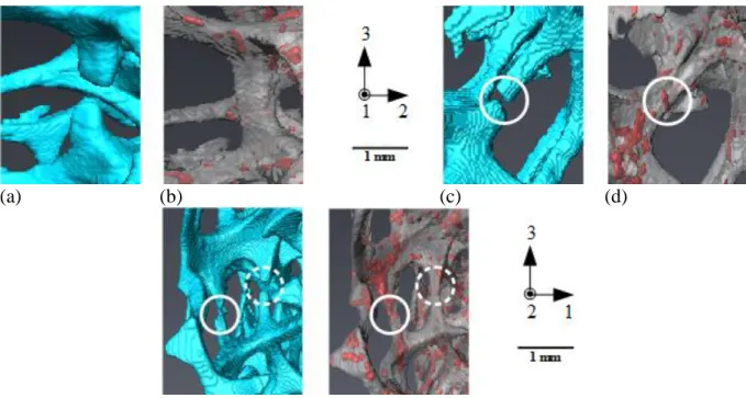 Fig. 11: (a, c, e) Magnified views of different broken struts localized by red rectangles in Fig