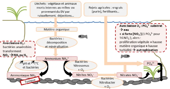 Figure 9 : Cycle aquatique de l'azote et rôle de l'oxygène (source personnelle) 