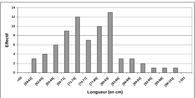 Figure 3.2 : Distribution par classes de la longueur totale des anguilles radiomarquées 