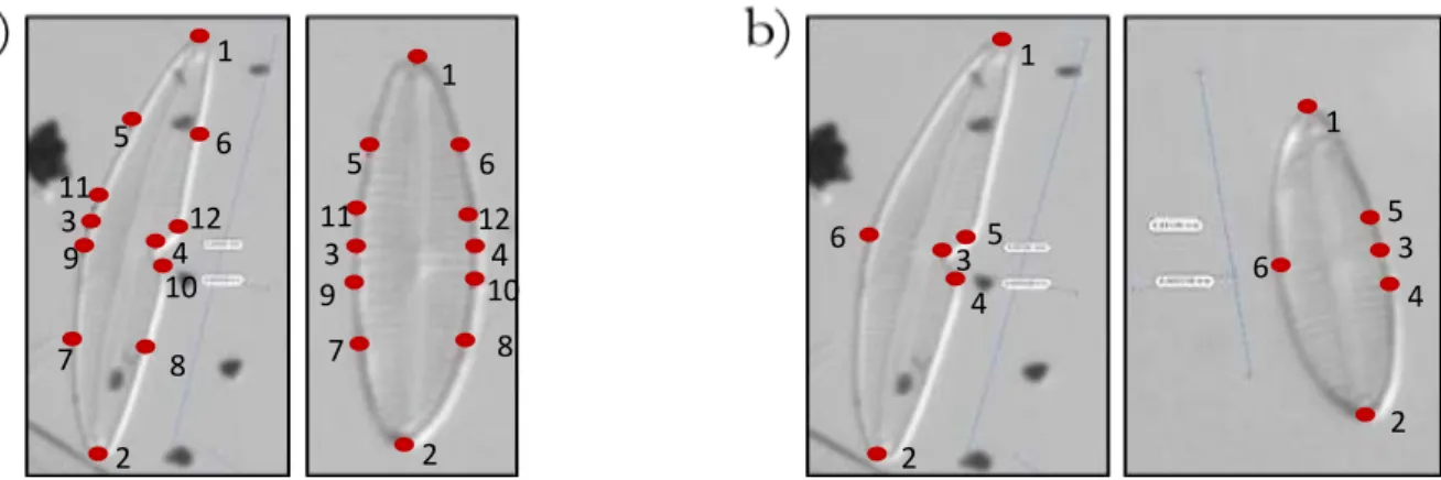 Figure 5 : photographie d'une diatomée déformée (à gauche) et d’une diatomée non déformée (à droite) caractérisée par  (a) 12 points-repères (figurés par les points rouges) et (b) 6 points-repères  