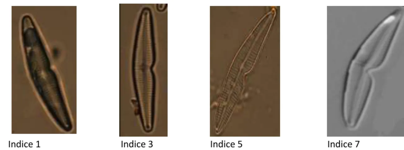 Figure 10 : photographie montrant la classification a priori des déformations 